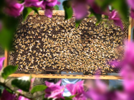 Close up group of honeybees on honeycomb in sunny garden