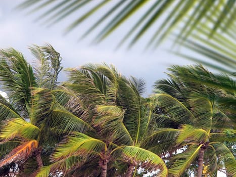 Group of close up tall palm trees over cloudy sky in Phuket, Thailand