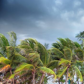 Group of close up tall palm trees over cloudy sky in Phuket, Thailand
