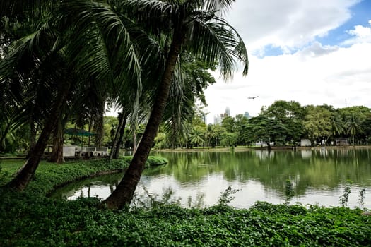 Landscape of lakeside view with palm trees in Lumphini Park in Bangkok, Thailand