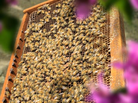 Close up group of honeybees on honeycomb in sunny garden
