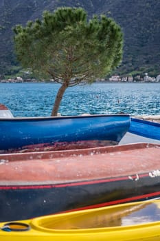 Lonely tree on the shore and colorful side decks of the small fishing boats on the shore in Perast town, Kotor Bay, Montenegro