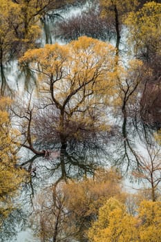 Yellow trees reflected in the shallow shore waters of the Skadar Lake, Skadar Lake National Park, Montenegro
