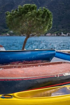 Lonely tree on the shore and colorful side decks of the small fishing boats on the shore in Perast town, Kotor Bay, Montenegro