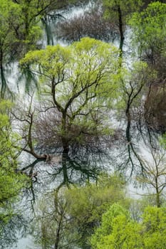 Green trees reflected in the shallow shore waters of the Skadar Lake, Skadar Lake National Park, Montenegro