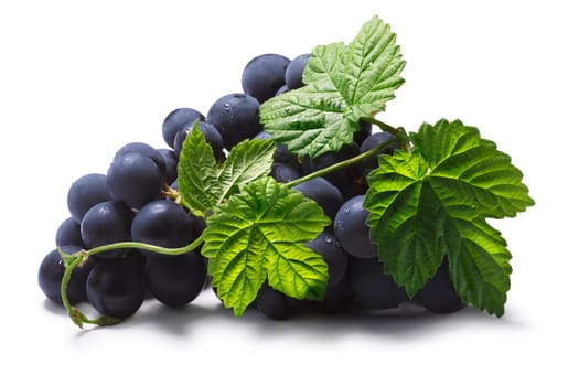 Bunch of common table dark grape (Vitis vinifera) on the vine with leaves. Clipping paths, shadow separated