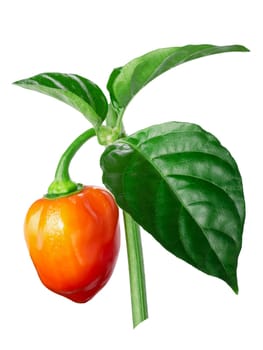 Orange Habanero Pepper (Capsicum Annuum) on stem with leaves. Clipping path, infinite depth of field