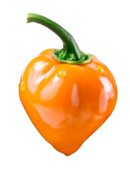 Orange Habanero pepper (Capsicum chinense), fresh, ripe, with pedicel. Clipping path