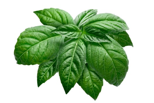 Fresh basil (basilicum ocimum) leaves, Toscano variety. Clipping path, infinite depth of field