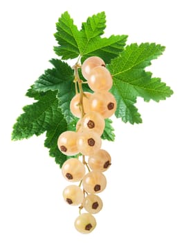 Hangingl whitecurrant bunch (Ribes Rubrum) with leaves. Clipping paths, infinite depth of filed