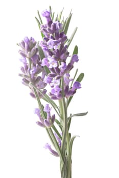 Blossoming Lavender (Lavandula) bouquet. Clipping paths, infinite depth of field