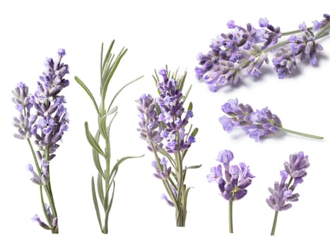 Set of blossoming Lavender (Lavandula), leaves. Clipping paths, shadows separated, infinite depth of field. Design elements