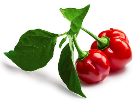 Red Habanero peppers on a branch with leaves. Clipping paths, shadows separated, infinite depth of field. Design elements
