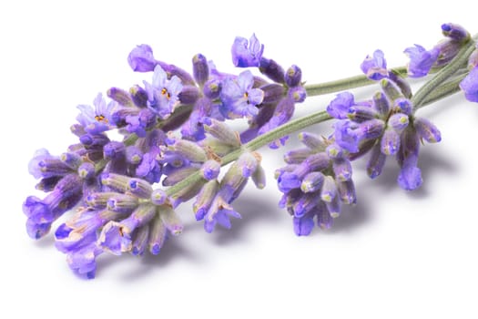 Blossoming Lavender (Lavandula). Flowers and shadow separated, clipping paths, infinite depth of field