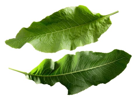 Two separate horseradish leaves. Clipping paths, infinite depth of field. Design elements