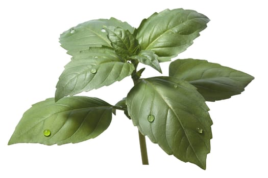 Holy basil (Ocimum sanctum) leaves. Clipping path, infinite depth of field, faithful color