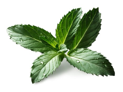 Peppermint (sweet mint, Mentha Piperita) leaves with few droplets. Bright sunlight appearance, clipping paths, infinite depth of field