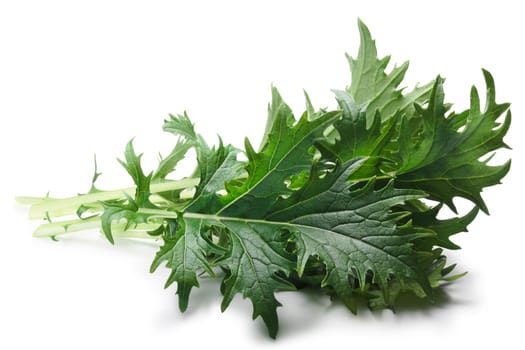 Bunch of Mizuna (Japanese mustard) leafy green salad. Brassica rapa nipponsinica cultivated variety. Clipping paths, shadow separated