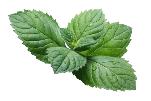 Fresh peppermint leaves (Mentha Piperita). Clipping path, infinite depth of field, enhanced color