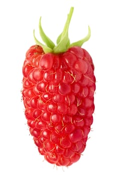 Single giant, elongated raspberry (Rubus Idaeus). Clipping paths,infinite depth of field. Design element