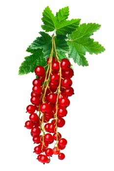 Hangingl redcurrant bunch (Ribes Rubrum) with leaves. Clipping paths, infinite depth of filed