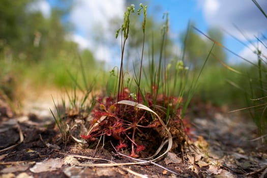 Round-leaved sundew in bloom in a macro shot