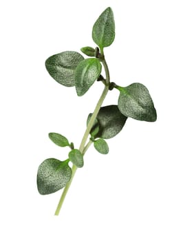 Thyme (Thymus vulgaris), fine herb. Clipping path, infinite depth of field