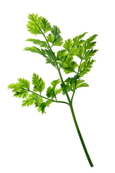 Fresh chervil (Anthriscus cerefolium). Clipping path