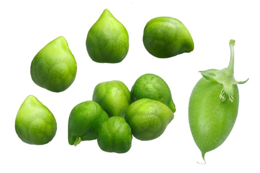 Chickpea (Cicer arietinum), Desi variety, green pod and beans. Clipping path for each