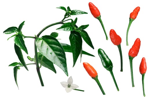 Pequin or piquin chile pepper, plant,fruits, blossom. Exploded view (elements) Clipping path for each object