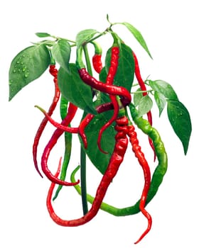 Bangalore Whippet's Tail chile pepper plant (C. annuum x C. frutescens cross). Clipping paths, shadow separated, top view