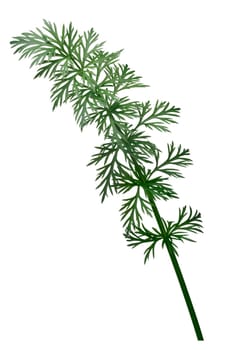 Fresh Caraway (Carum carvi) stems with leaves. Clipping path