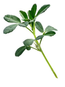Fenugreek (Trigonella foenum-graecum) plant with leaves . Clipping paths