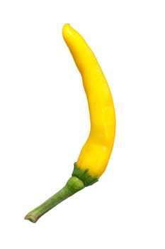 Numex Sunglo chile pepper (C. annuum, De Arbol-type). Clipping path