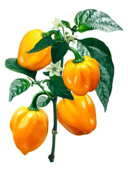 Numex Suave Orange Habanero chile pepper (Capsicum chinense), plant with pods and blooms. Clipping path