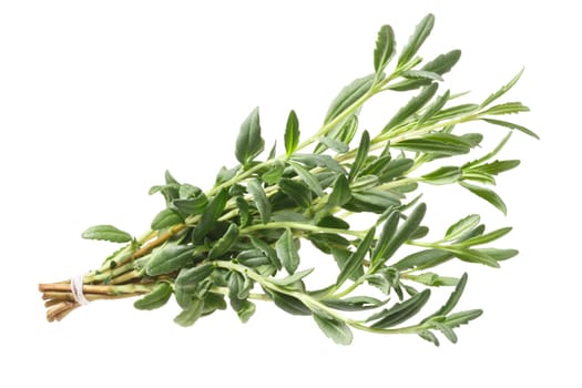 Bundle of fresh Hyssop (Hyssopus officinalis). Clipping path