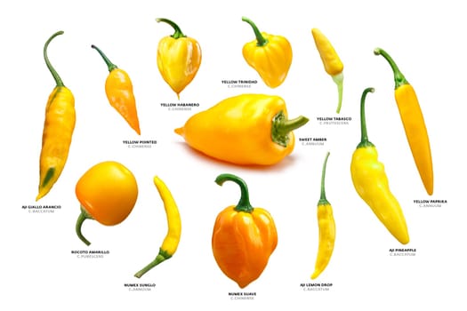 Yellow Capsicums (pepper pods). Annuum, Baccatum, Chinense, Frutescens and Pubescens species. Clipping paths for each