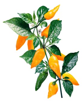 Yellow pointed Capsicum chinense pepper, plant with pods. Clipping paths