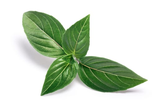 Thai or Holy Basil (Ocimum sanctum) leaves. Clipping paths, shadows separated