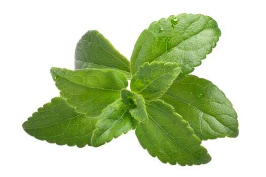 Sweetleaf or candyleaf plant (Stevia rebaudiana), natural sweetener, stevioside source, sugar substitute. Clipping path