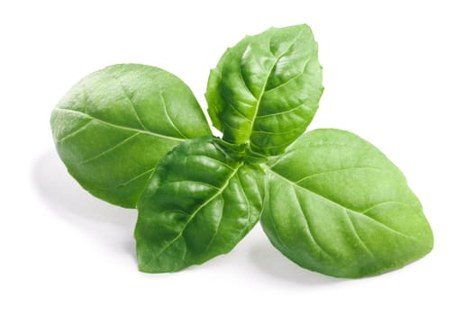 Basil leaves (Ocimum basilicum), fresh leaves. Clipping paths, shadows separated