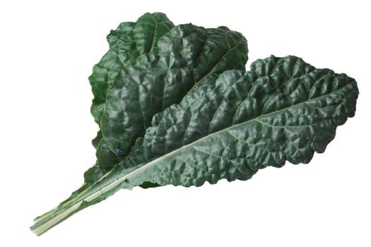 Curly leaf Cabbage or Kale, Nero di Toscana (Brassica oleracea)