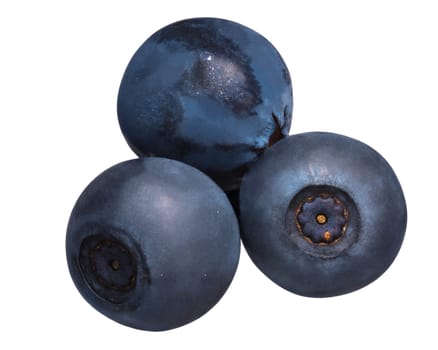 Bilberries or foraged blue whortleberries (Vaccinium myrtillus fruits), three, top view