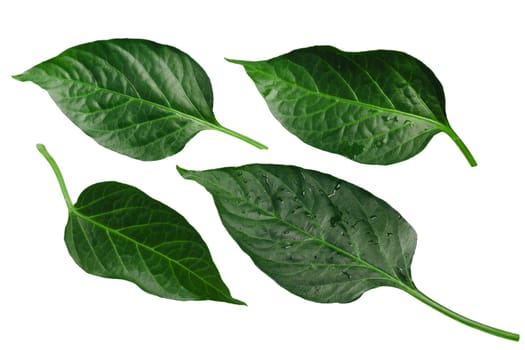 Capsicum annuum (chile pepper) leaves. Clipping path for each