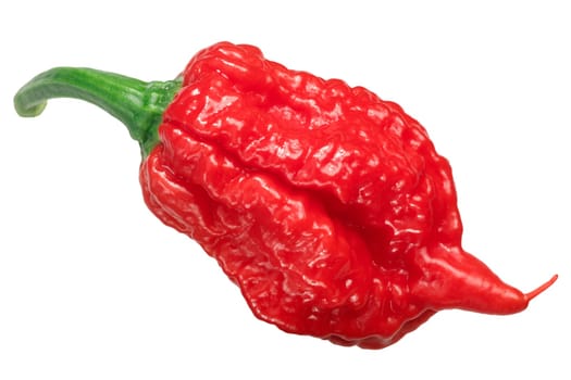 Carolina Reaper pepper (Capsicum chinense X C. frutescens), an extremely hot chile (2 milllion SHU), top view