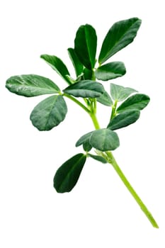 Fenugreek (Trigonella foenum-graecum) plant with leaves . Clipping paths