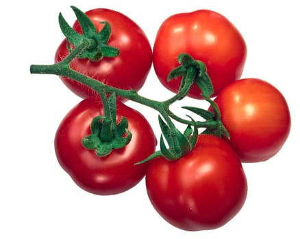 Cluster of mid-sized globe tomatoes (Ciliegia sel. Regina), top view. Tomatoes on the vine (TOV)