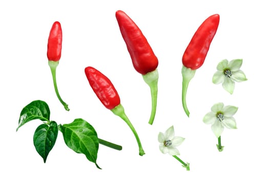 Tabasco chile peppers (Capsicum frutescens) with leaves and flowers, exploded view (design elements). Clipping paths for each object.