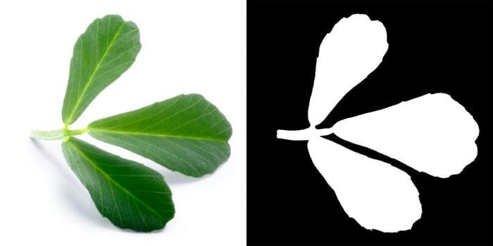 Fenugreek (Trigonella foenum-graecum) leaves . Clipping paths, shadow separated