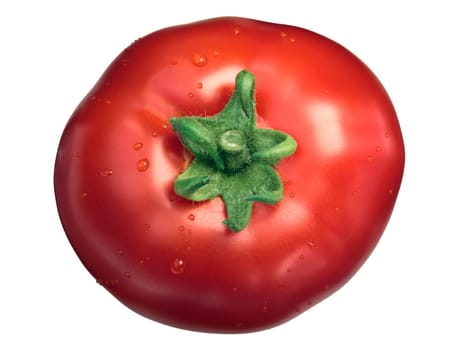 Marglobe tomato (Solanum lycopersicum), large, calyx up, top view